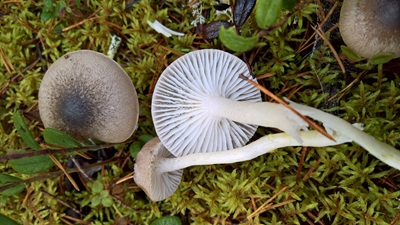 Hygrophorus odoratus