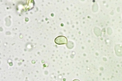 hygrophorus-penarioides10