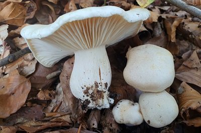 Hygrophorus penarius