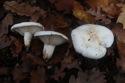 hygrophorus-penarius