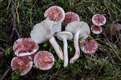 Hygrophorus persicolor