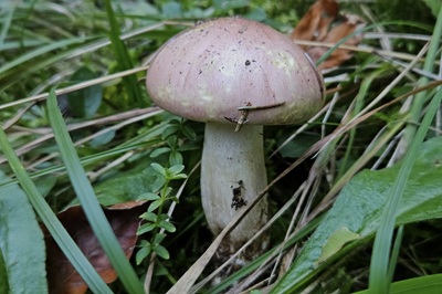 Hygrophorus persicolor