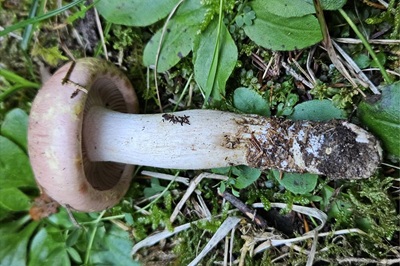 hygrophorus-persicolor1