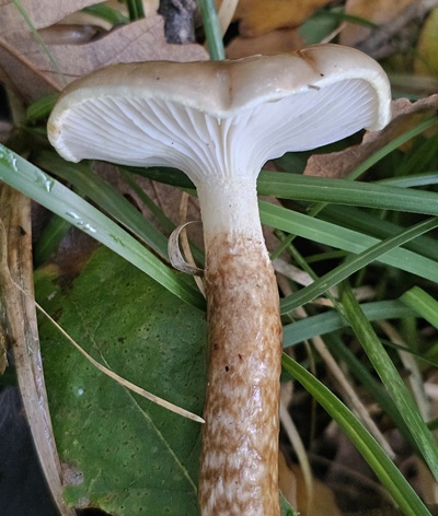 hygrophorus-persoonii4