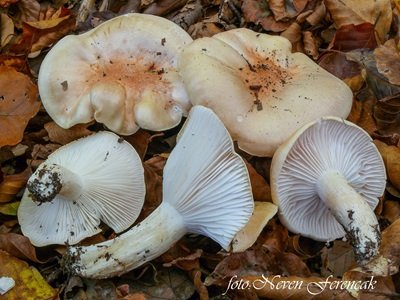 Hygrophorus poetarum