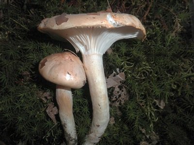 hygrophorus-poetarum