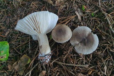 Hygrophorus pustulatus