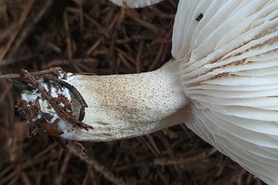 hygrophorus-pustulatus