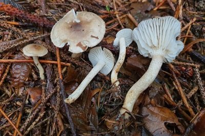 hygrophorus-pustulatus