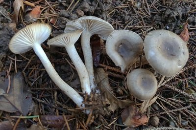 hygrophorus-pustulatus