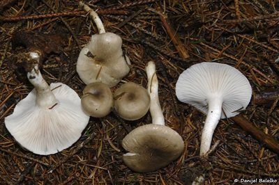 hygrophorus-pustulatus