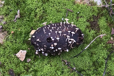 hymenoscyphus-fructigenus1