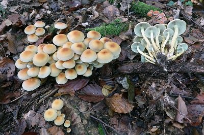 hypholoma-fasciculare