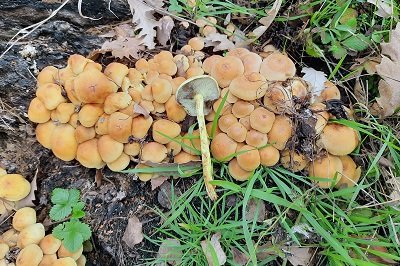 hypholoma-fasciculare