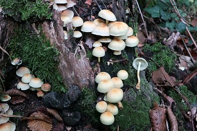 hypholoma-fasciculare