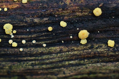 hypocrea-gelatinosa3