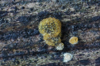 hypocrea-gelatinosa4