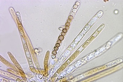 hypocrea-gelatinosa8