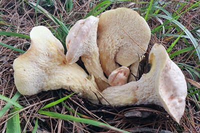 Hypomyces chrysospermus