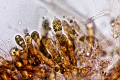 hypsizygus-tessulatus11