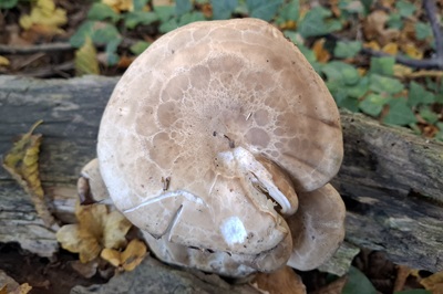 hypsizygus-tessulatus2