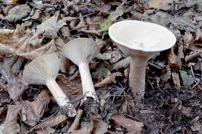 Infundibulicybe geotropa