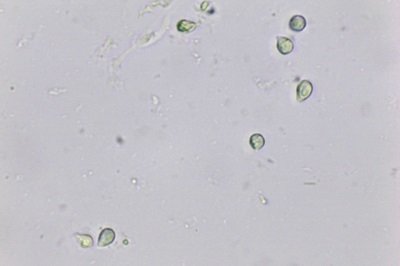 infundibulicybe-geotropa