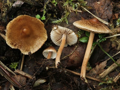 Inocybe acuta