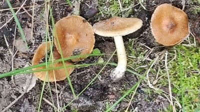 Inocybe aeruginascens
