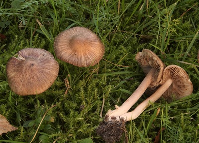 Inocybe albomarginata