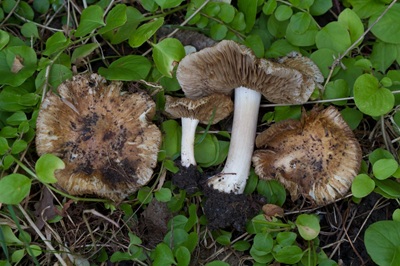 Inocybe alluvionis
