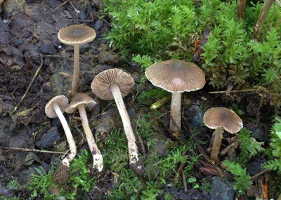 Inocybe alpigenes