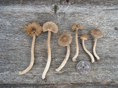 Inocybe amicta