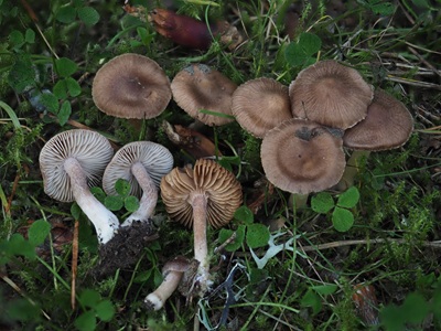 Inocybe astraiana