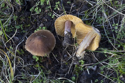 Inocybe aurantiifolia
