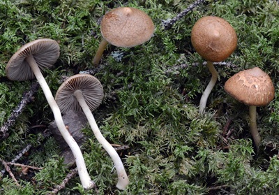 Inocybe auricoma