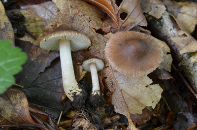 Inocybe beatifica