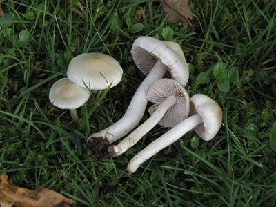 Inocybe bellidiana