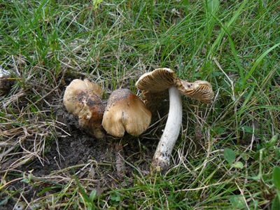Inocybe bresadolae