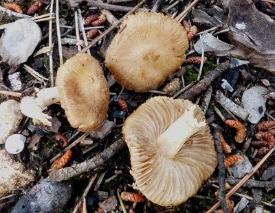 Inocybe brevicystis