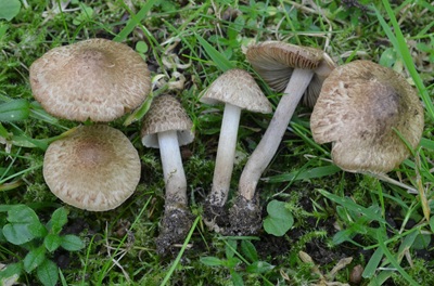 Inocybe brunneotomentosa