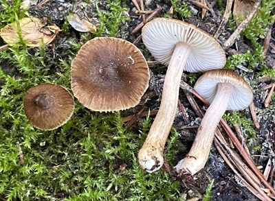Inocybe bufonia