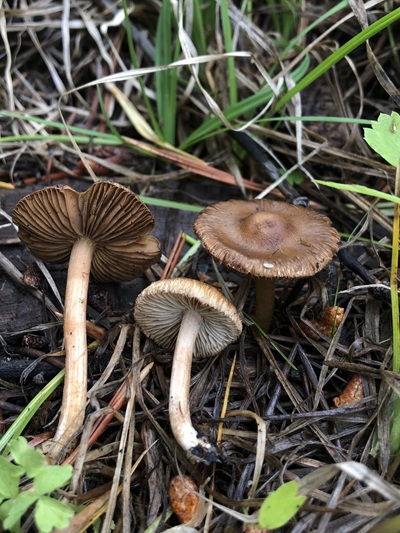 Inocybe catalaunica
