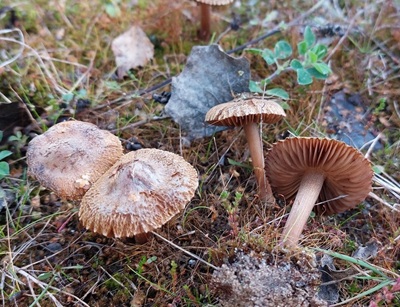 Inocybe chondrospora