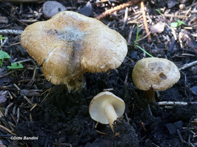 Inocybe coelestium