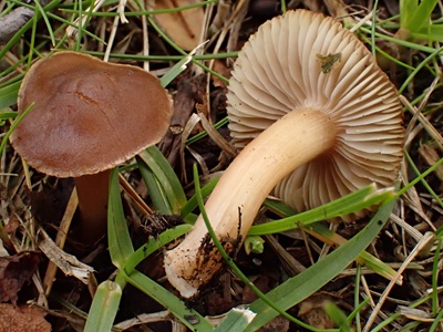 Inocybe decemgibbosa