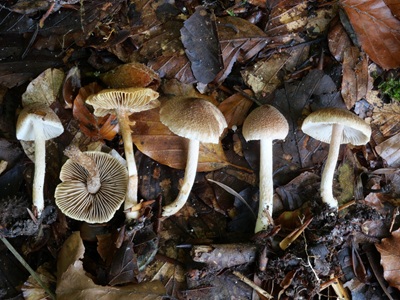 Inocybe devina