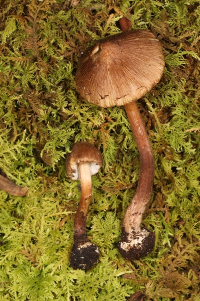 Inocybe digitula