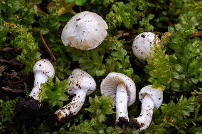 Inocybe elysii