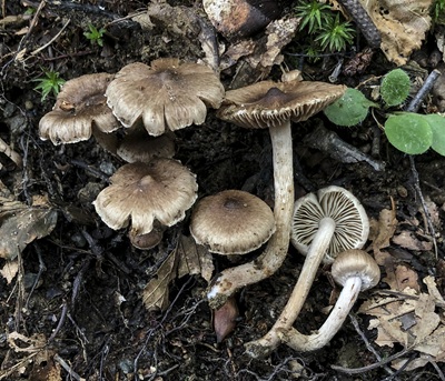 Inocybe ericetorum